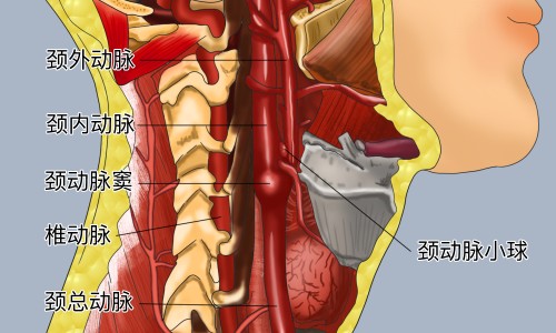 青皮甘蔗的功效和作用-青皮甘蔗的功效网青皮甘蔗的功效作用与主治与用量知识网站,分享青皮甘蔗的功效与作用大全