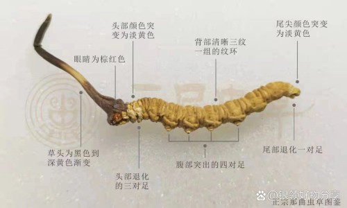 青皮甘蔗的功效网青皮甘蔗的功效作用与主治与用量知识网站,分享青皮甘蔗的功效与作用大全